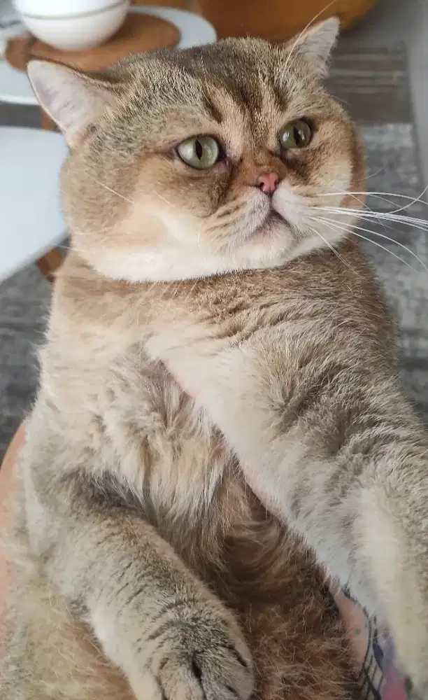 Bristish Shorthair Golden