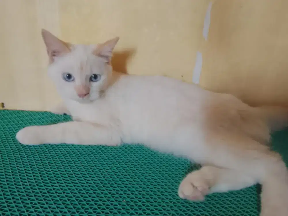 Kucing british shorthair pure bread jantan 10bulan