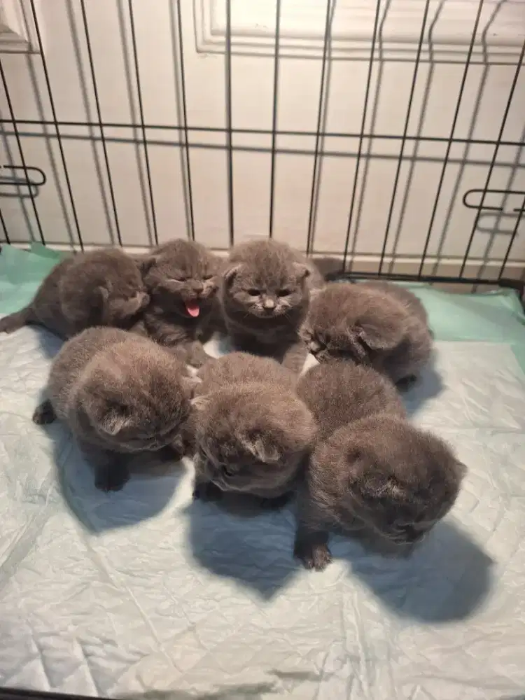 Kitten british short hair