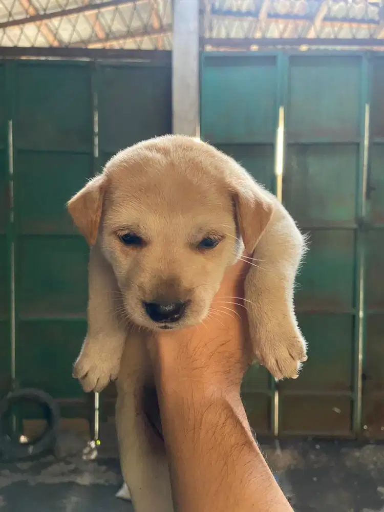 Anjing kintamani (anakan)