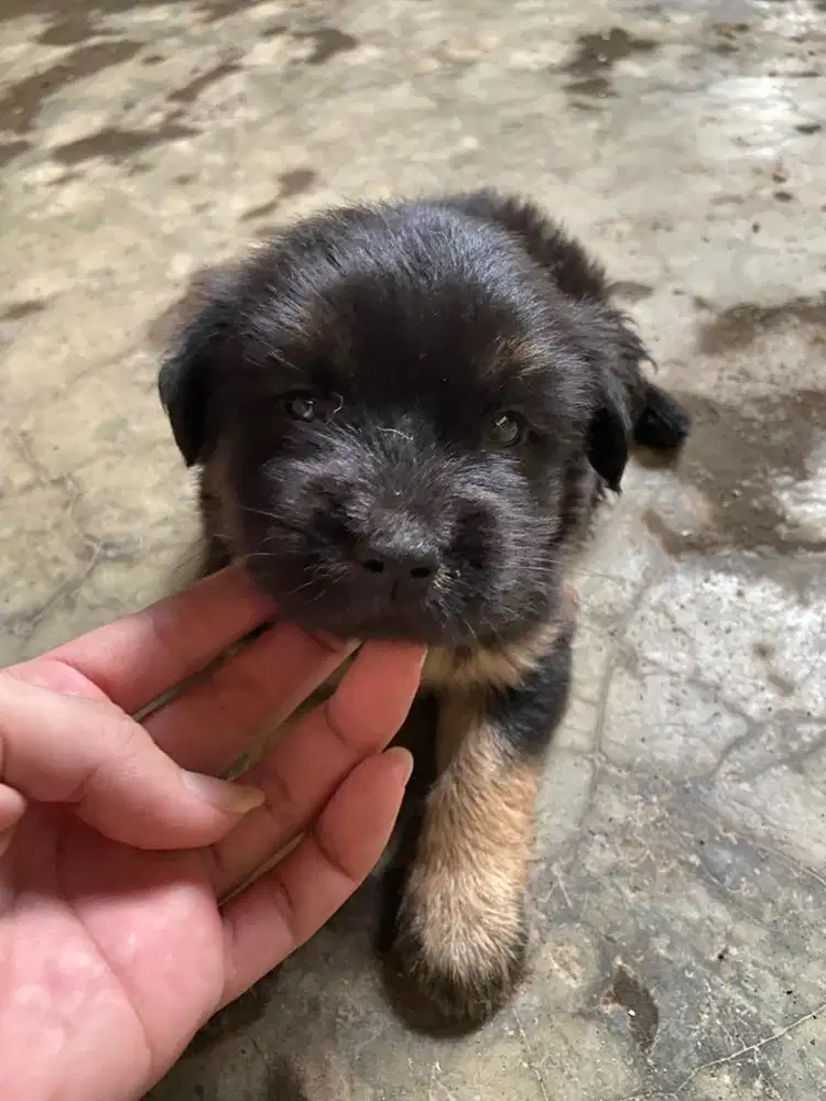 Anjing kintamani (anakan)