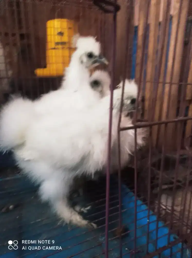 Ayam Amerika Silkie