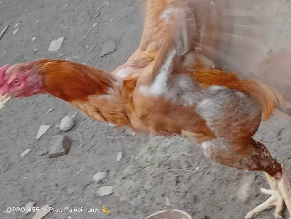 Ayam Bangkok Purworejo