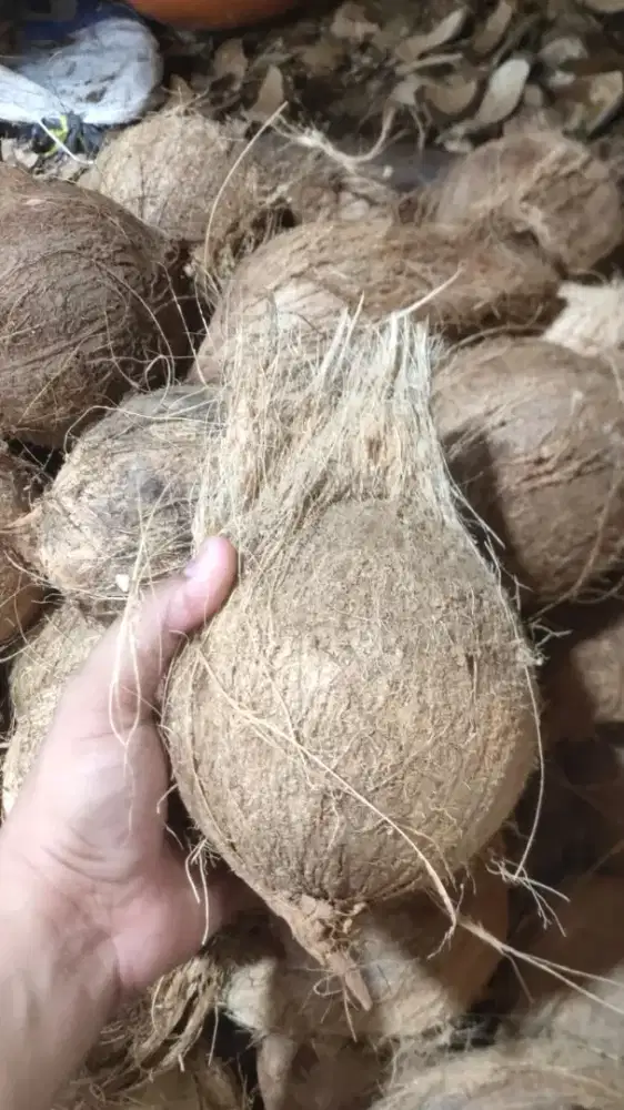 Cari Pekerja Jual Kelapa Parut/santan di Pasar