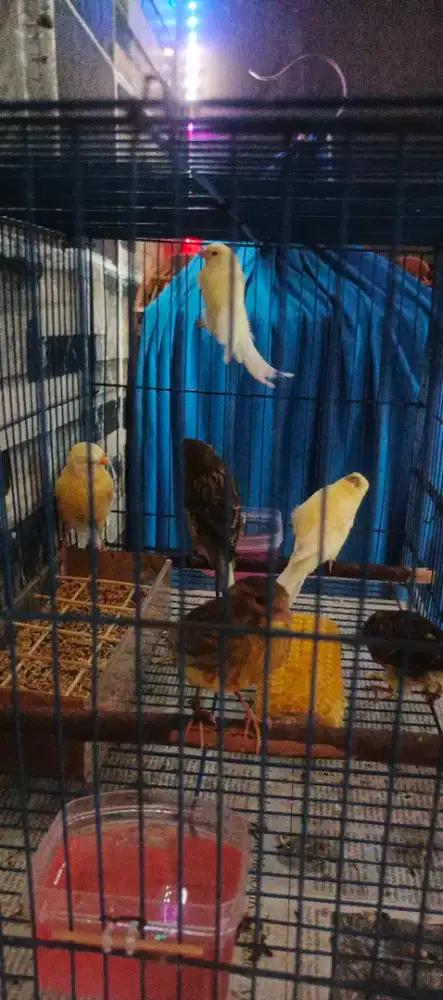 Kenari seri F1ys,F2ys,F4ys dan Ysl