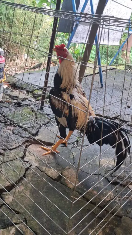 Ayam Bangkok jalak dan merah