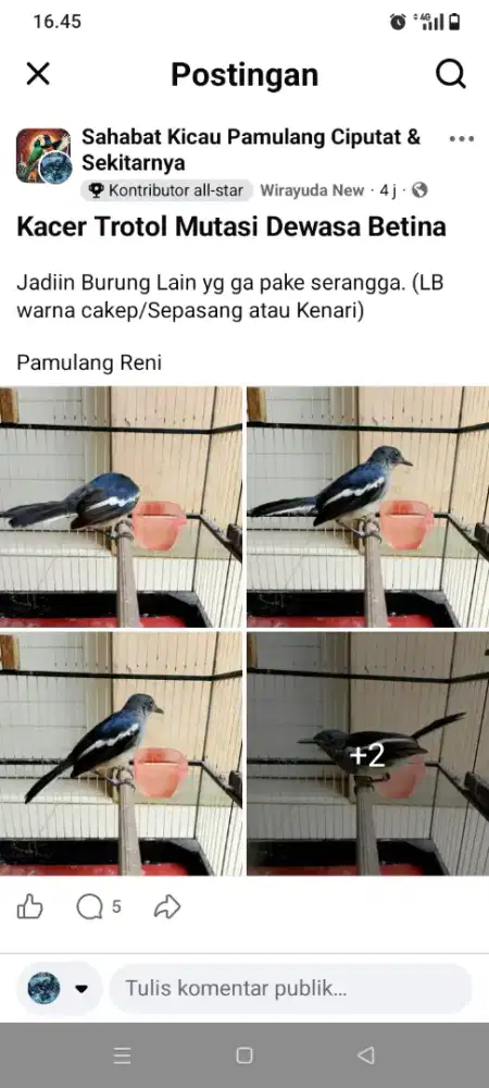 Kacer Trotol Mutasi Dewasa Prediksi Betina