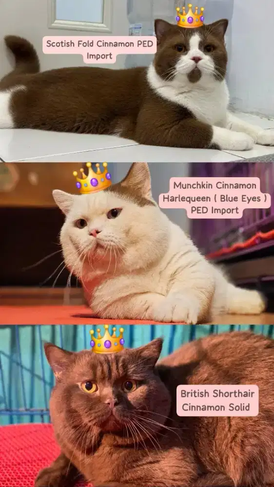 JASA PACAK BSH CINNAMON