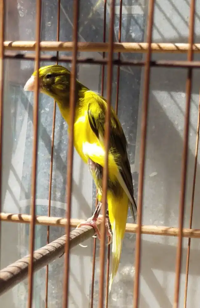 Burung kenari gbsf pejantan isi gacor