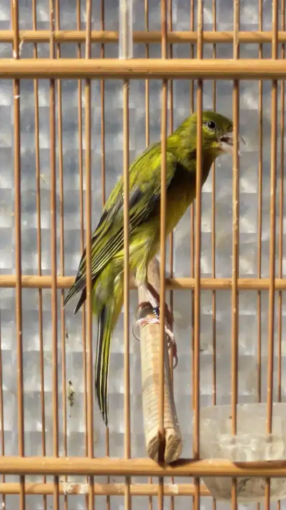 Burung kenari bbsf gacor