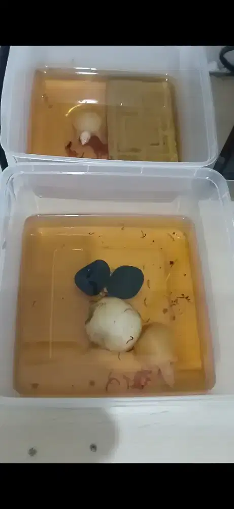 Kura kura lunak albino