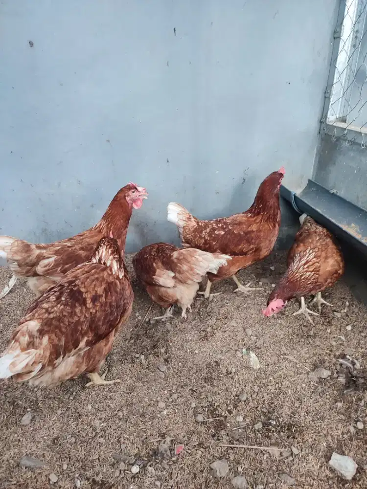 Ayam merah petelur produktif