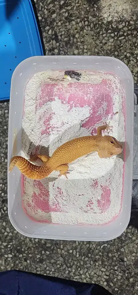 Reptil Gecko  leopard