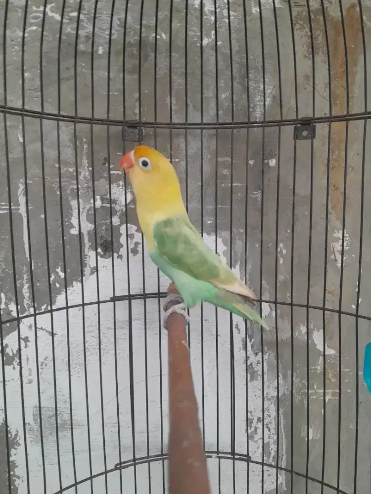 Lovebird parblue pastel