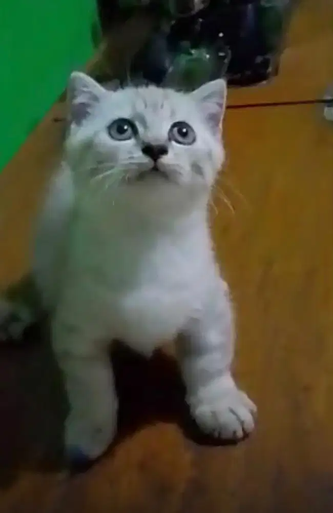Kucing munchkin scottish fold british shorthair bsh