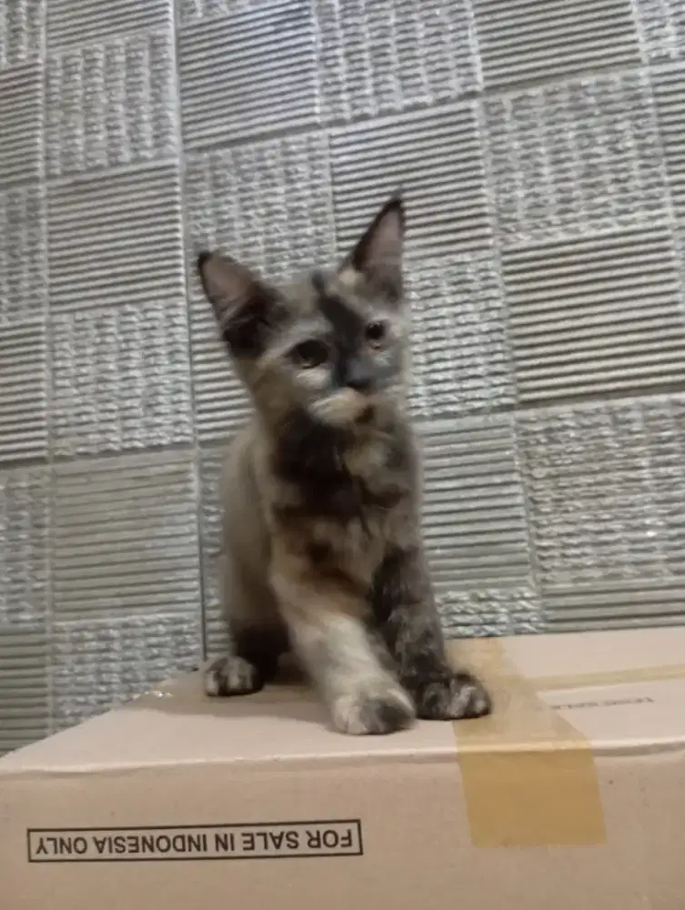 Kitten mainecoon betina pure