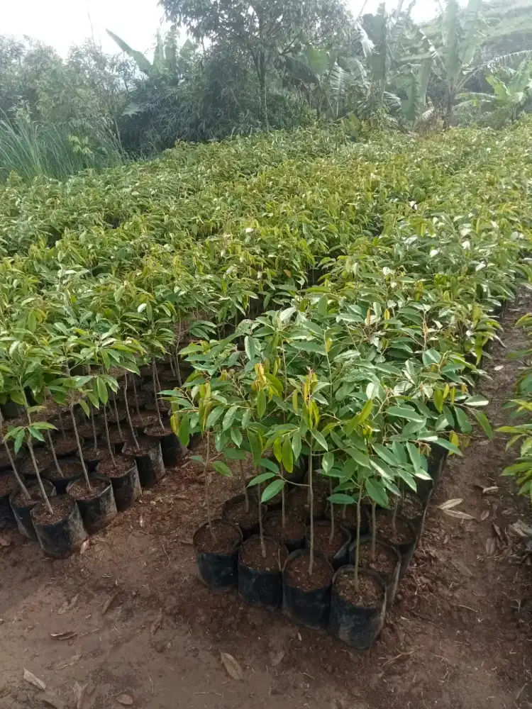 Bibit durian semua jenis.