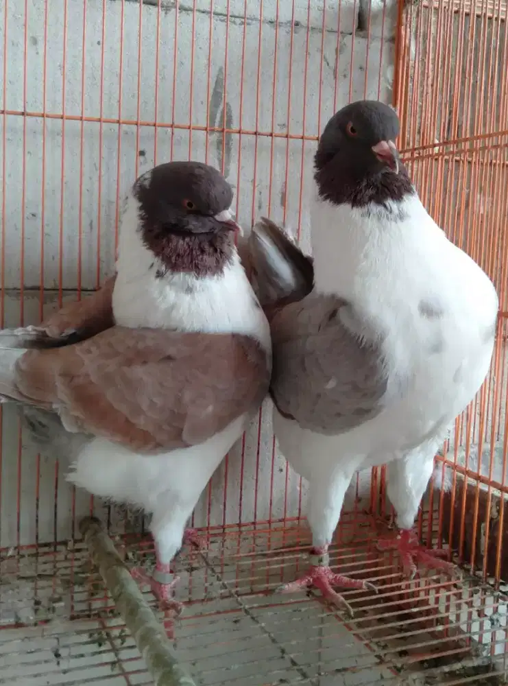 Burung Merpati Hias American Modena Gazzi