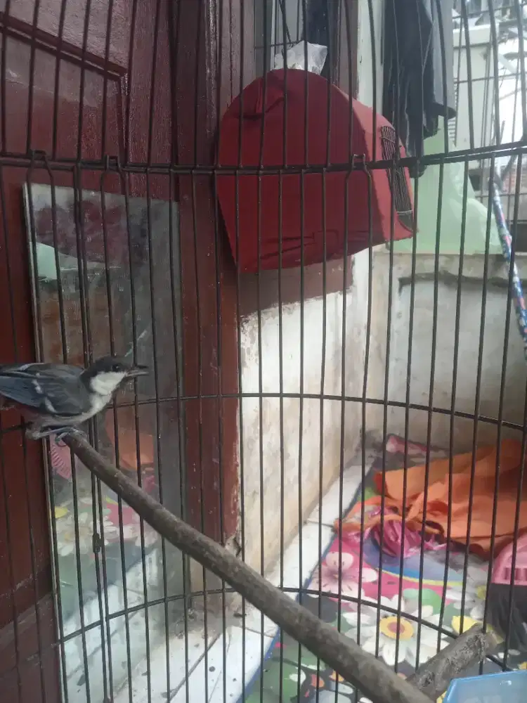 Gelatik batu A2 burja