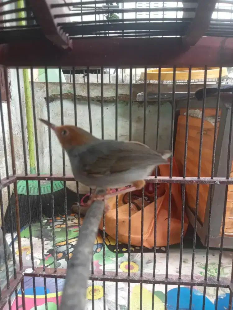 Perinjak Atas jantan A2 burja