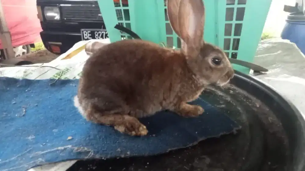 Anakan kelinci jenis rex