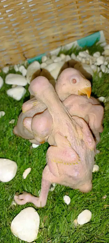 Baby IRN harga per ekor