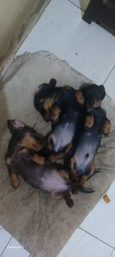 Jual Cepat Mini Tekel Betti(B.U)