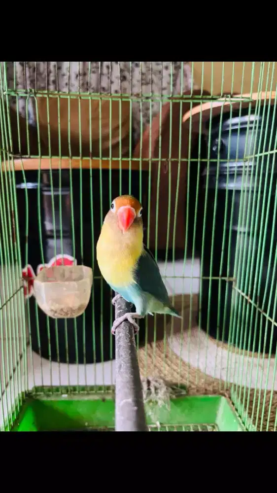 Love Bird Parblue Rajin Bunyi