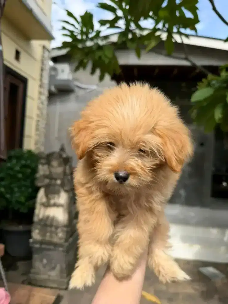 anjing poodle lucu