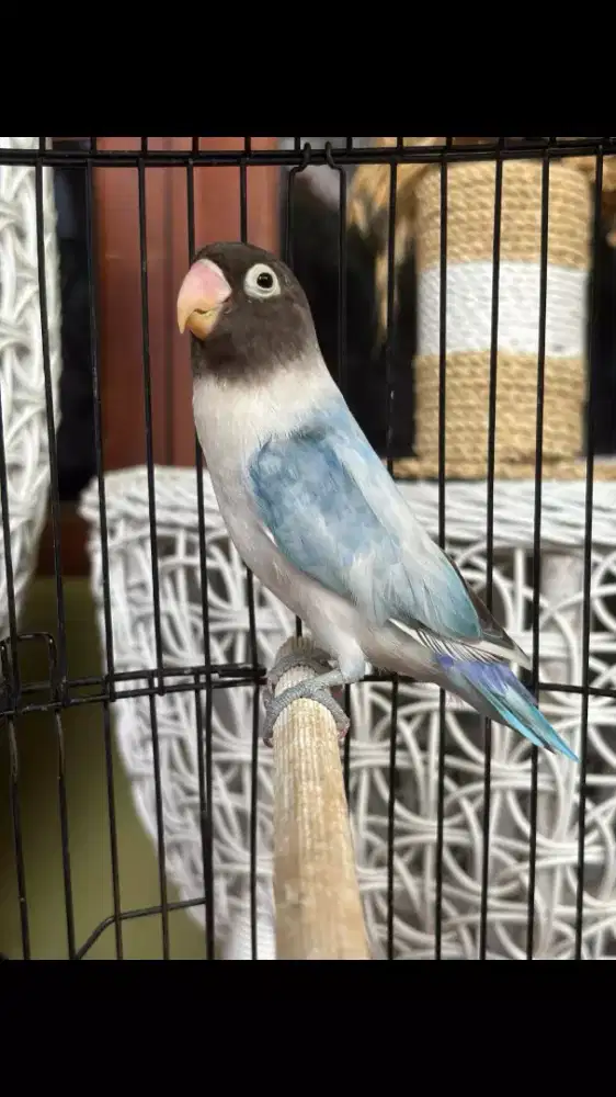 Love Bird Bunyi Rajin