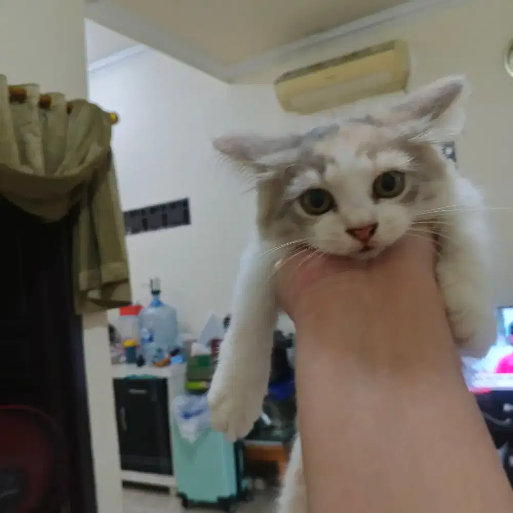 Kitten anakan persia