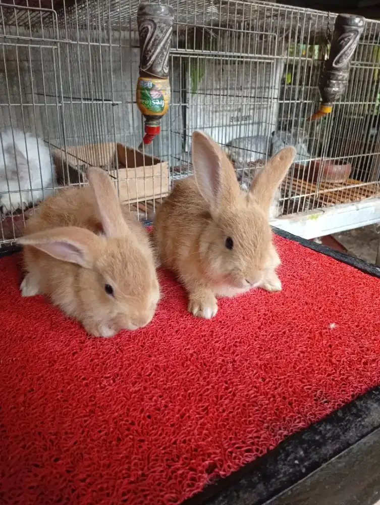 Kelinci lucu & murah