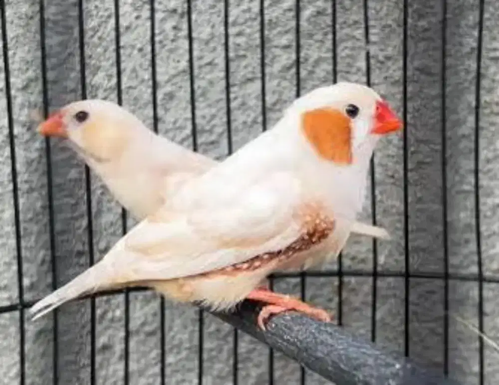 Sepasang Burung Emprit Pipit Zebra Finch mutasi Isabel