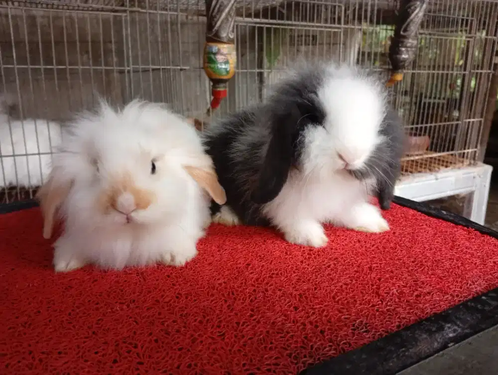 Kelinci hias fuzy loop