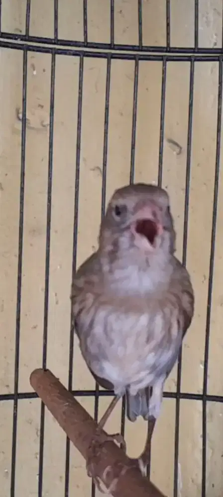 BURUNG KENARI GACOR MATERI CIBLEK MANTEP