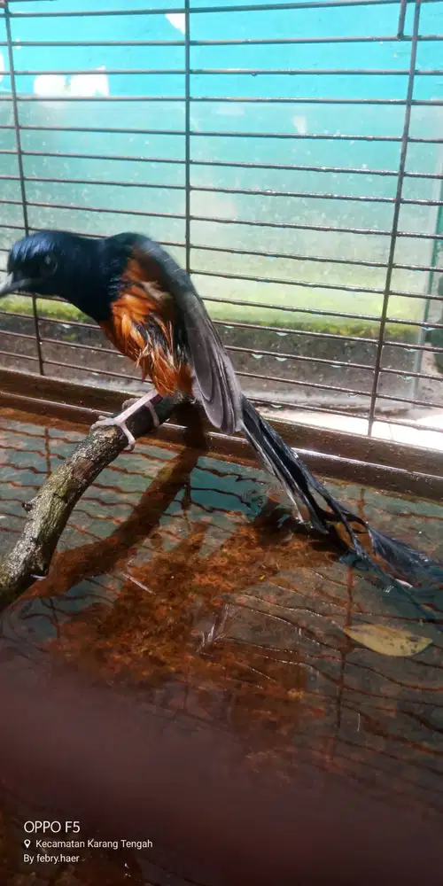 Murai ternakan usia 6bulanan