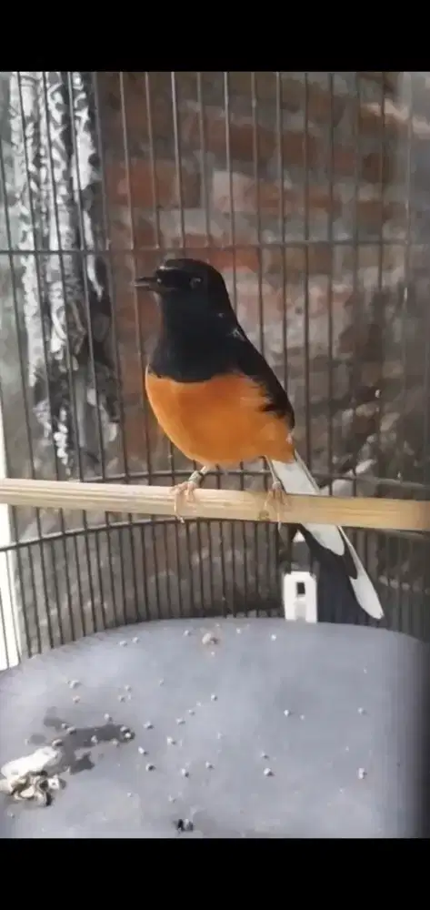 Murai blorok lancur putih