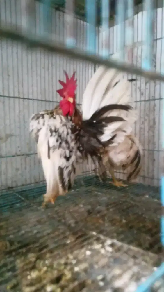 Sepasang Ayam Serama