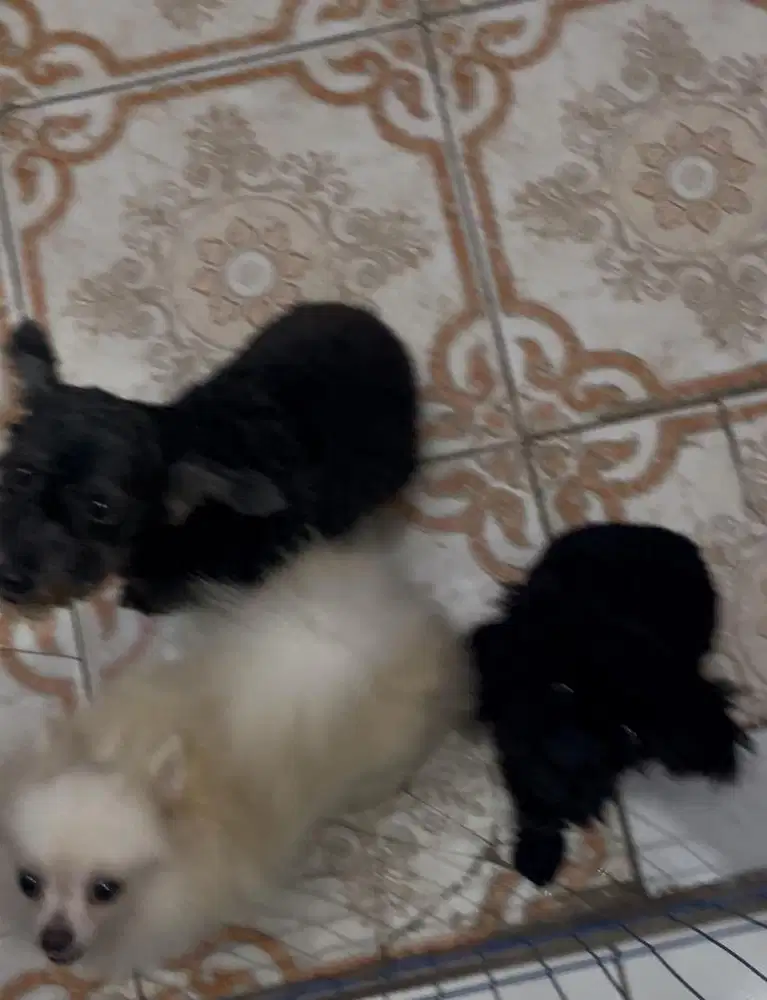 Ganti perawatan saja INDUKAN + ANAK mini toy poodle