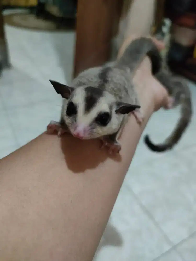 Sugar glider white face