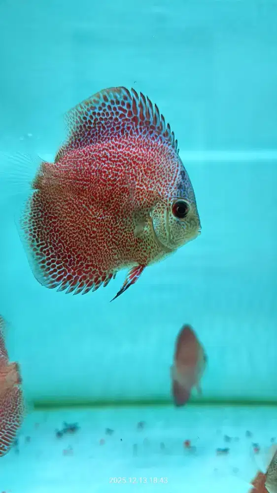 Discus Phantera