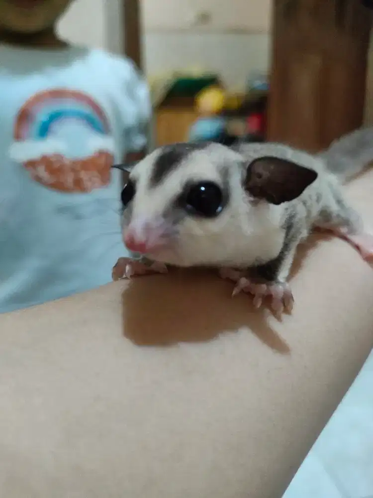 Sugar Glider White Face
