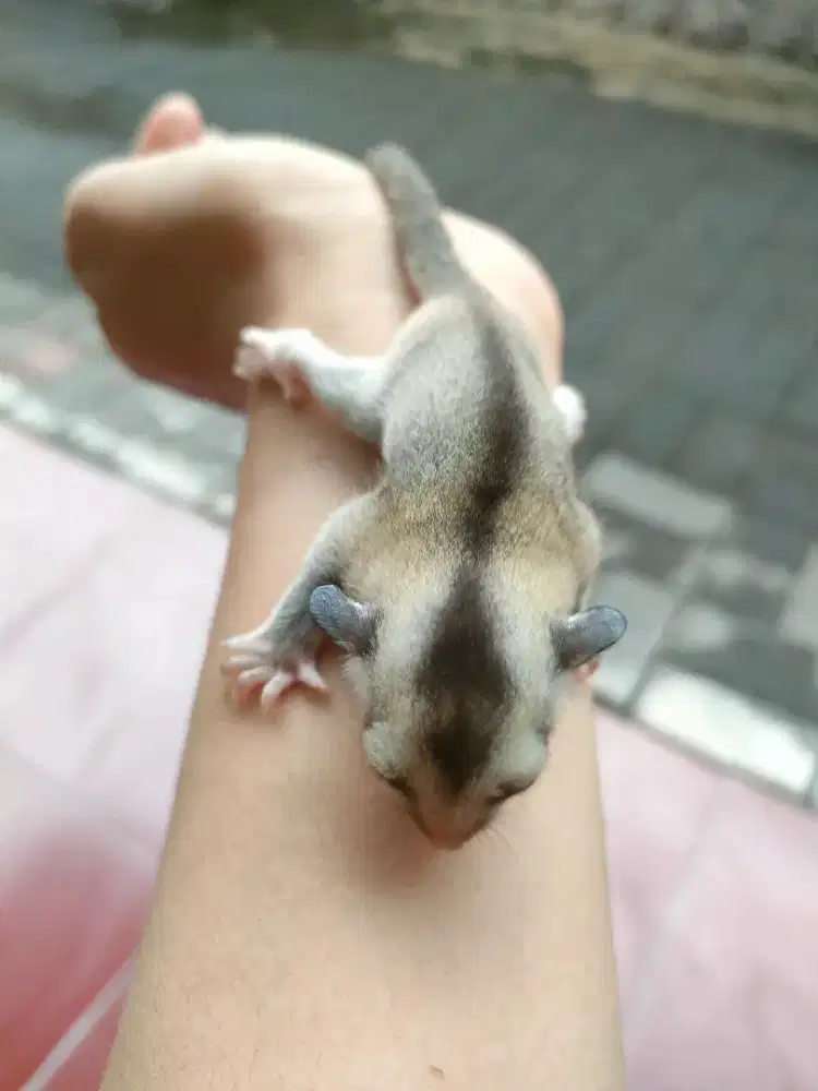 Sugar Glider Joey White Face