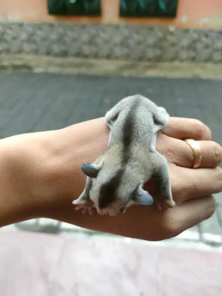 Sugar Glider White Face