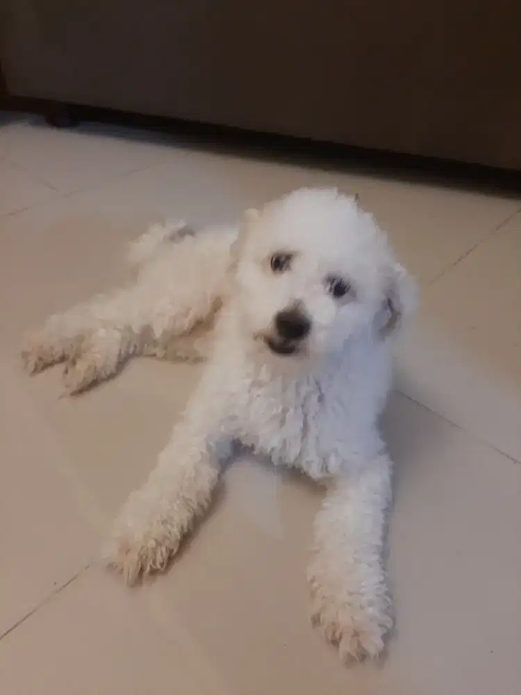 JUAL ANJING UMUR 1TH