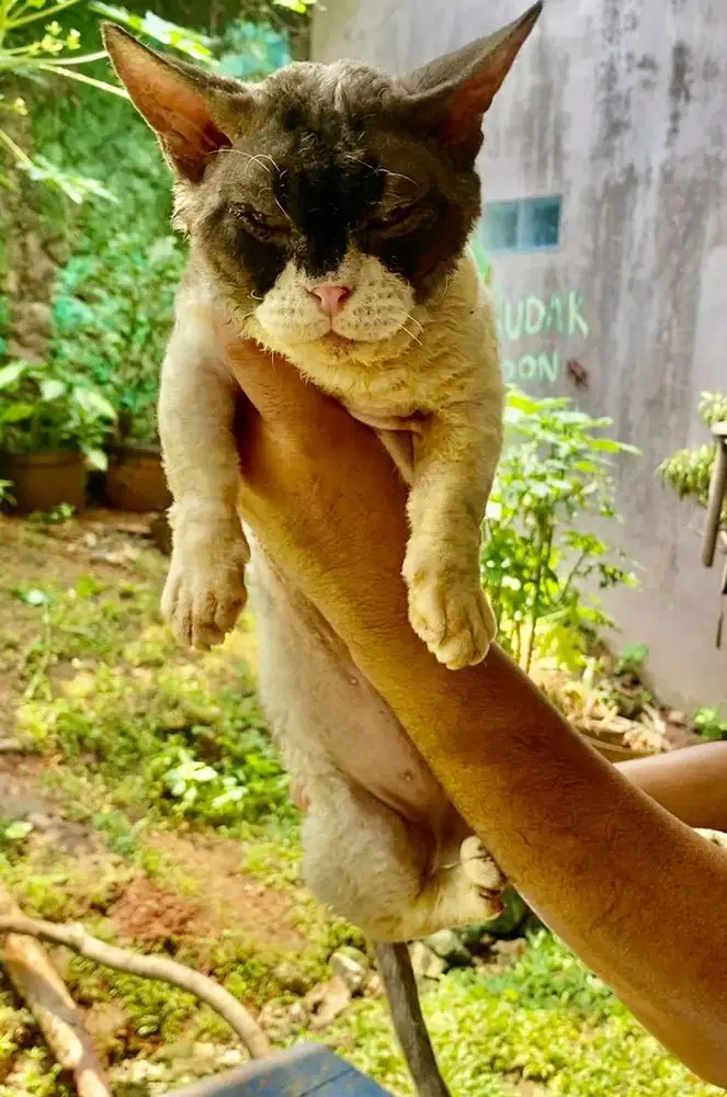 Jasa pacak munchkin devonrex