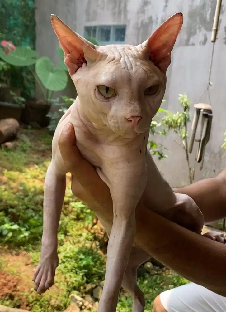 Jasa pacak sphynx hairless