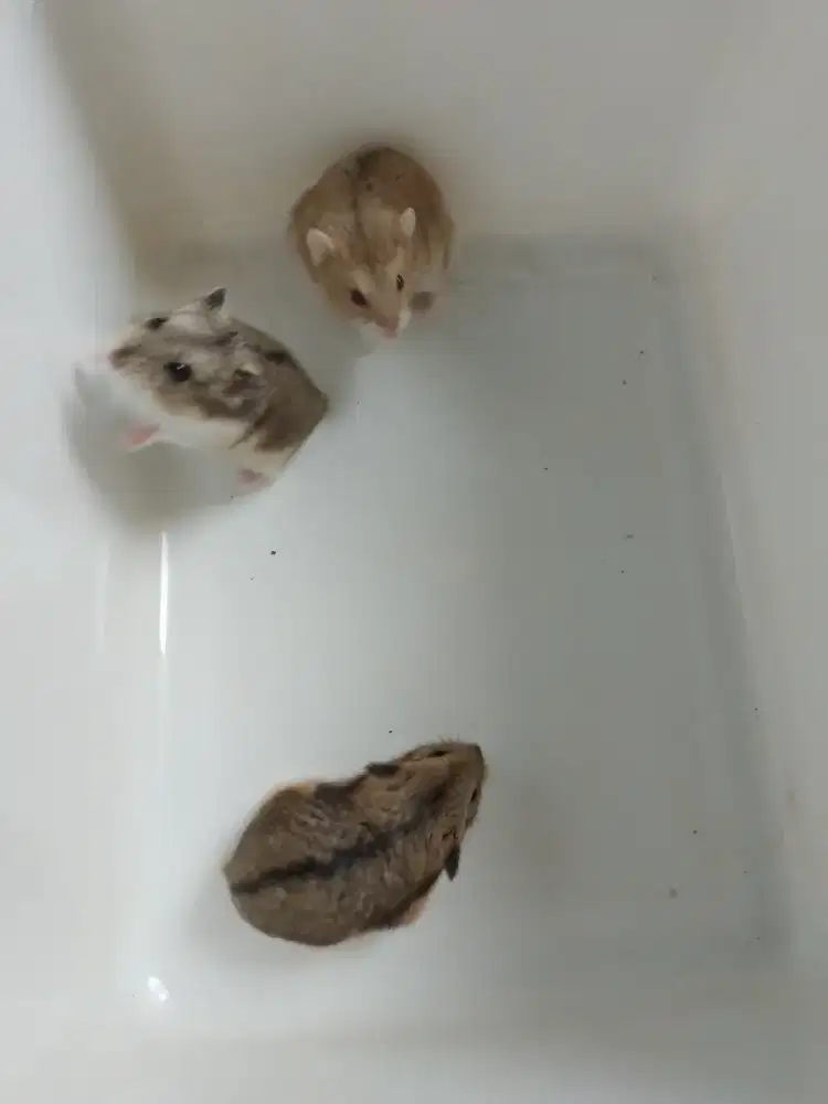 Hamster campbrl polos tiga ekor