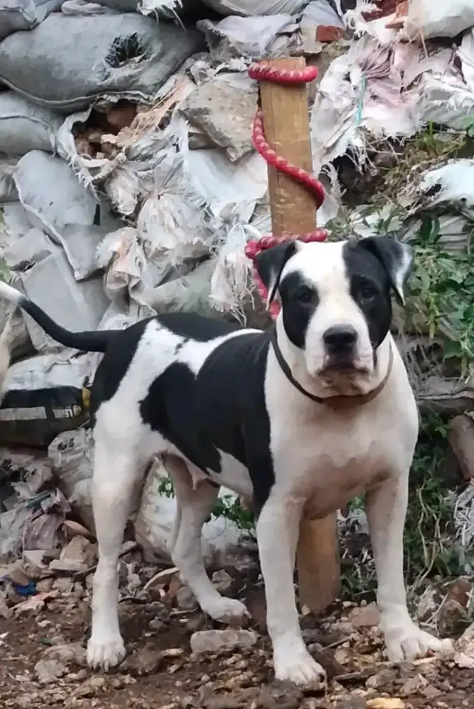 ANJING PITBUL BETINA