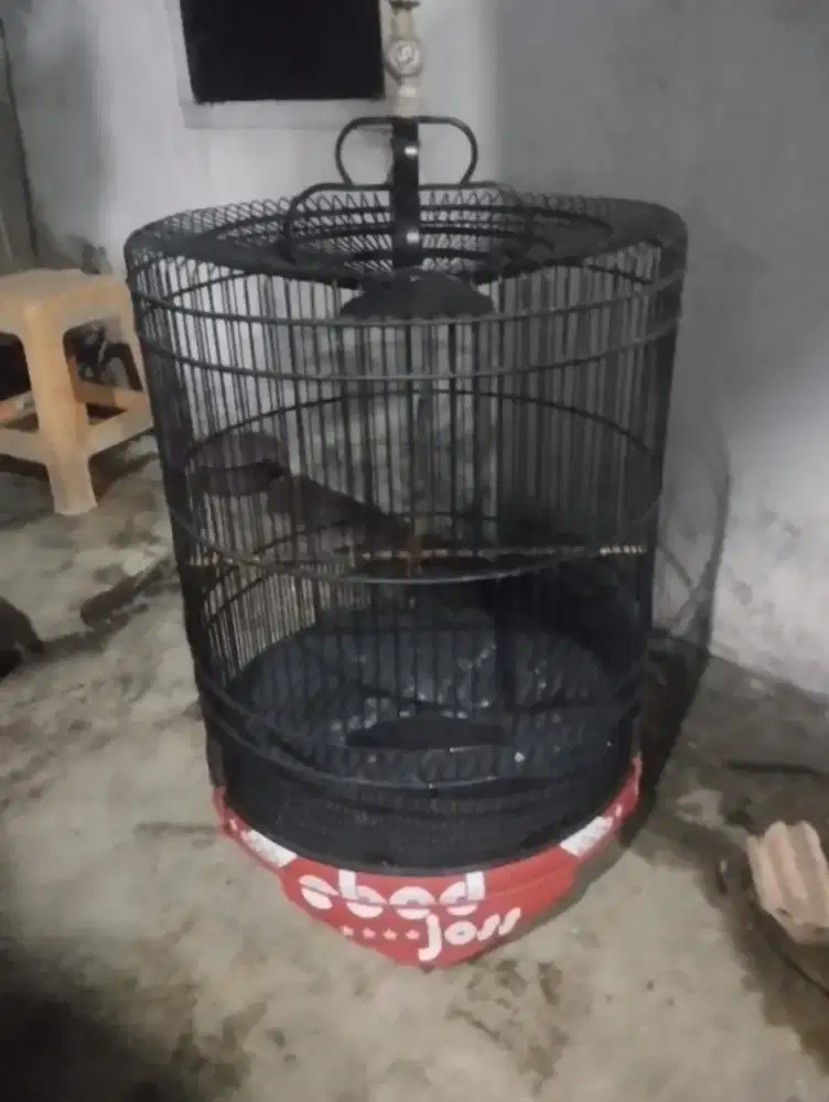 Sangkar murai batu pvc